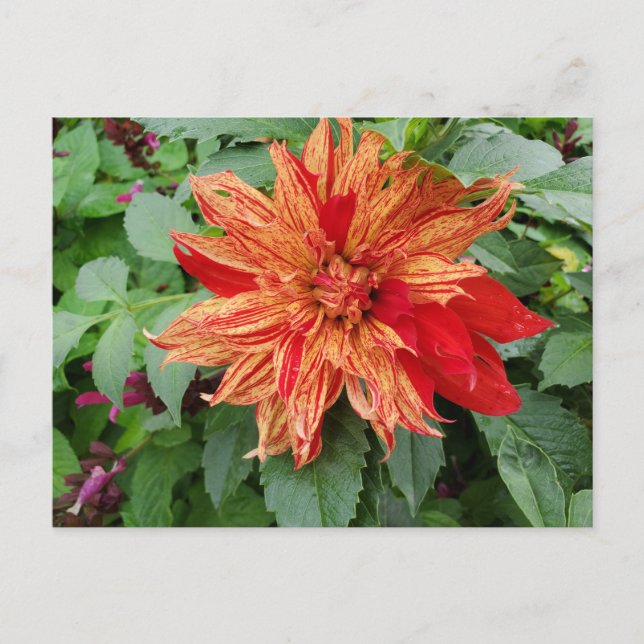 Dahlia Postcard (Front)