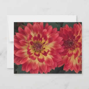 Dahlia Postcard