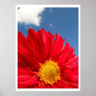 Dahlia Poster
