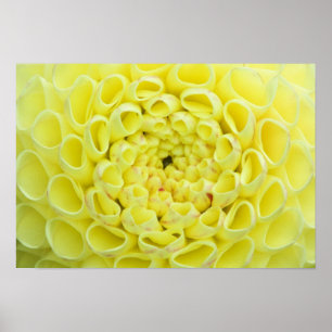 Dahlia Poster