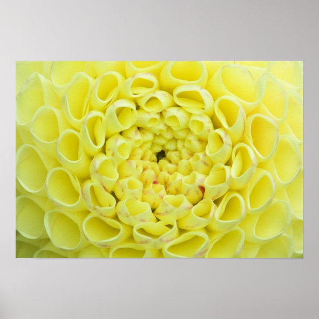 Dahlia Poster (Front)