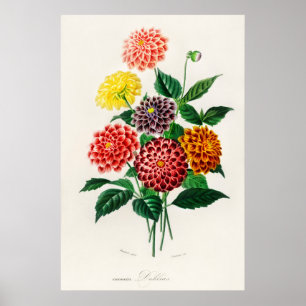 Dahlia Poster