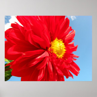 dahlia poster