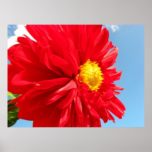 dahlia poster (Front)