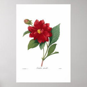 Dahlia Poster