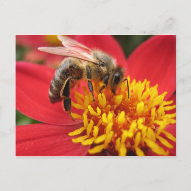 Dahlia (red) postcard (Front)
