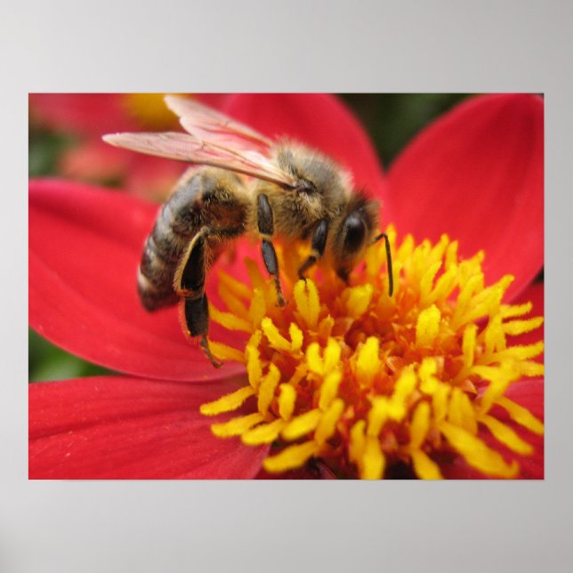 Dahlia (red) poster (Front)