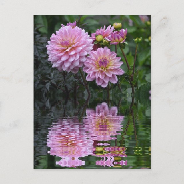 Dahlia Reflections Postcard (Front)