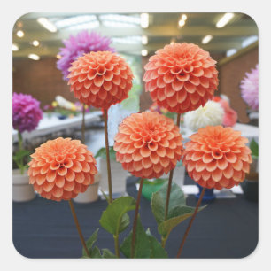 Dahlia Rose Toscano #1-1 Stickers