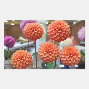 Dahlia Rose Toscano #1-2 Stickers