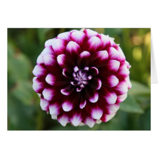 Dahlia, Ryan C