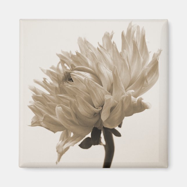 dahlia sepia print magnet (Front)