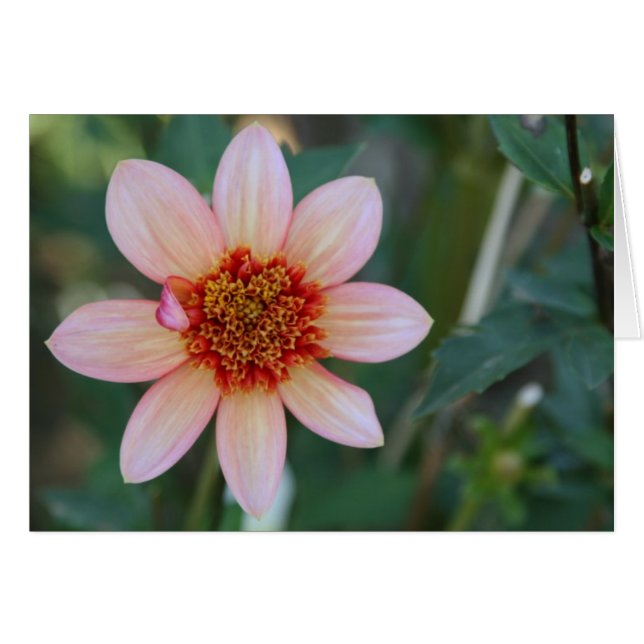 Dahlia, Totally Tangerine (Front Horizontal)