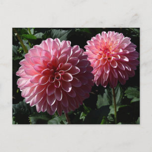 Dahlia Valley Porcupine #1 Postcard