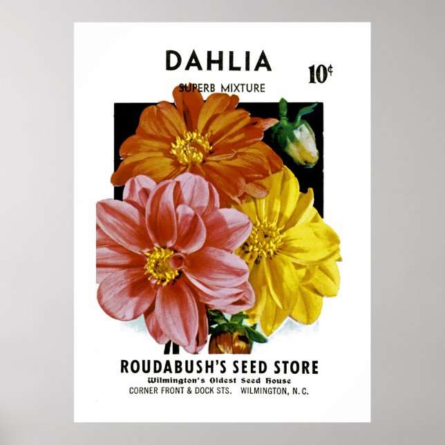 Dahlia Vintage Seed Packet Poster (Front)