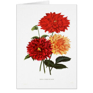 Dahlias