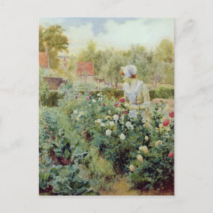 Dahlias, 1896 postcard