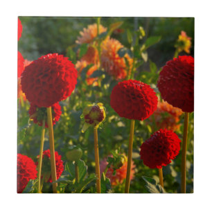 Dahlias, dahlia farm, Canby, Oregon, USA 3 Tile