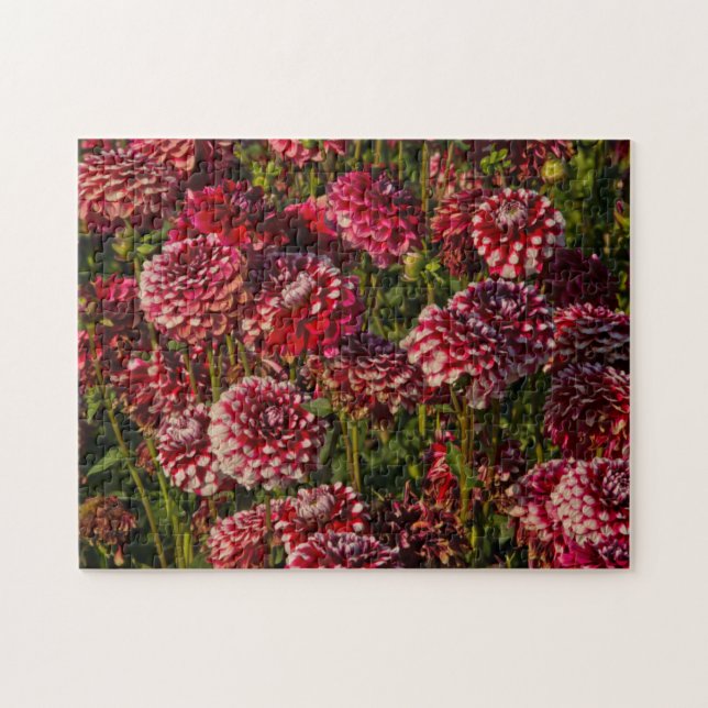 Dahlias, dahlia farm, Canby, Oregon, USA 4 Jigsaw Puzzle (Horizontal)