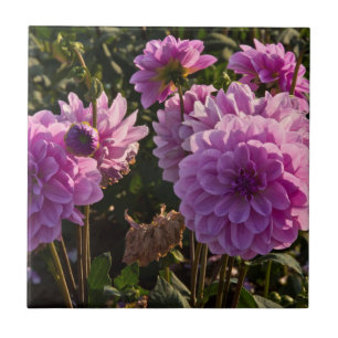 Dahlias, dahlia farm, Canby, Oregon, USA 5 Tile