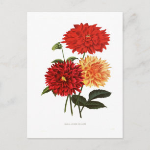 Dahlias Postcard