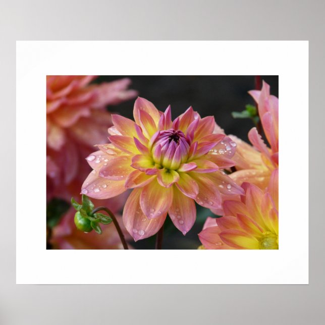 Dahlias Poster (Front)