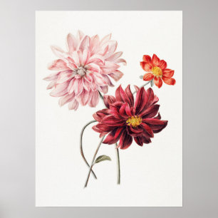 Dahlias Willem Hekking Vintage Floral Art Poster
