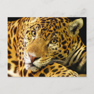 Daimler the Jaguar Postcard