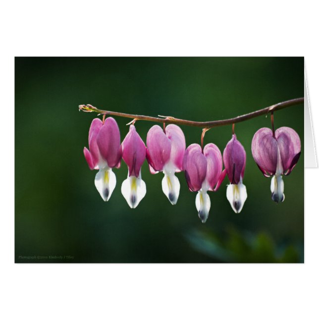 Dainty Hearts Card (Front Horizontal)