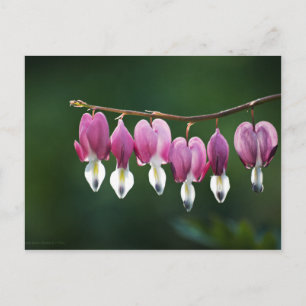 Dainty Hearts Postcard