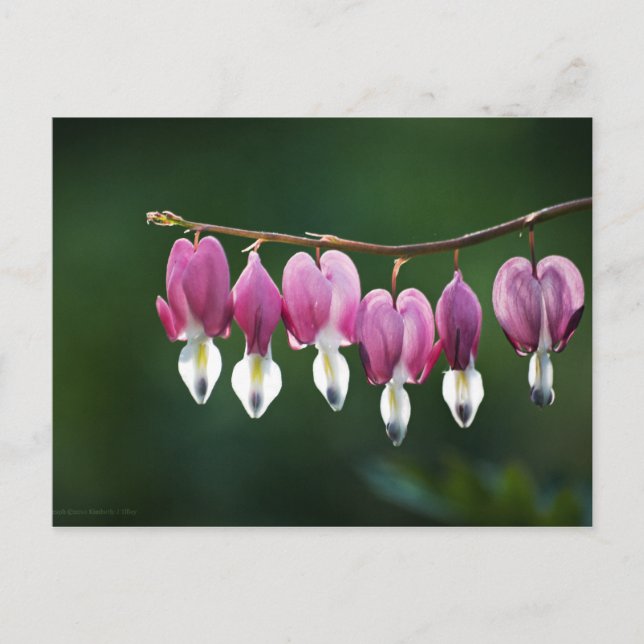 Dainty Hearts Postcard (Front)