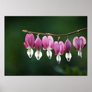 Dainty Hearts Print