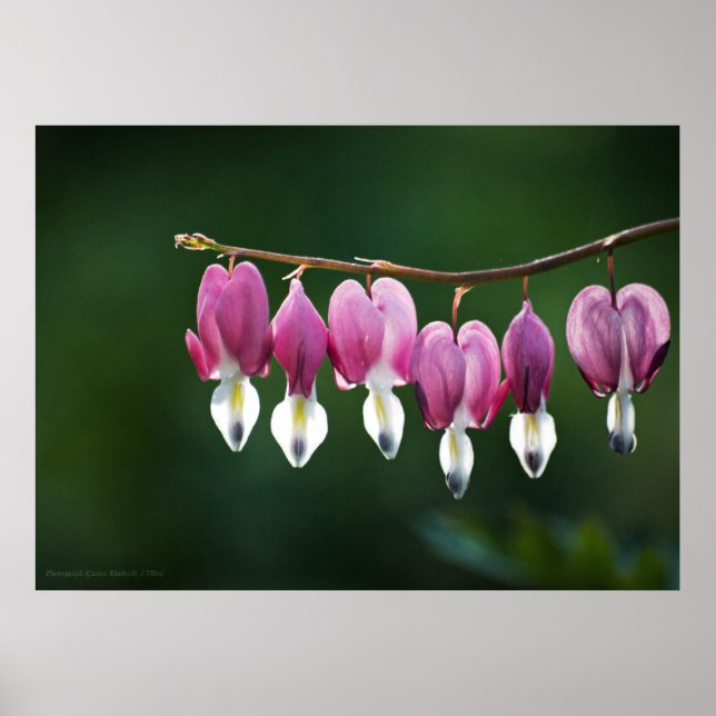 Dainty Hearts Print (Front)