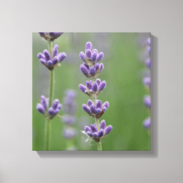 Dainty Lavender Canvas Print (Front)