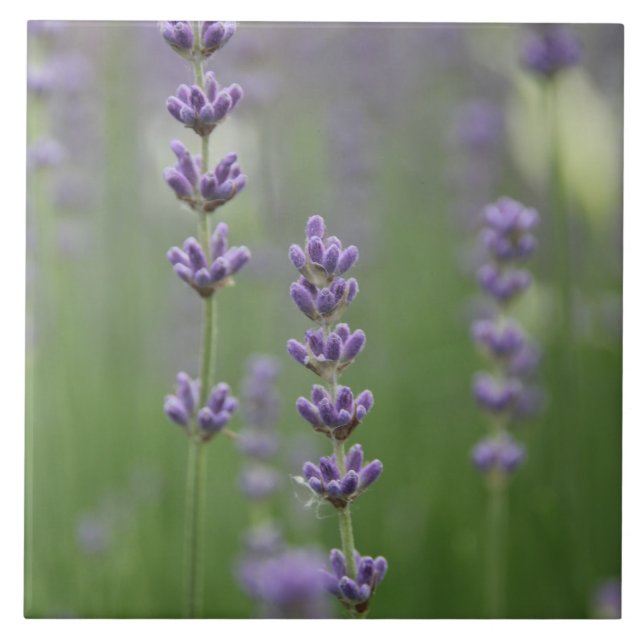 Dainty Lavender Large Square Tile (Front)