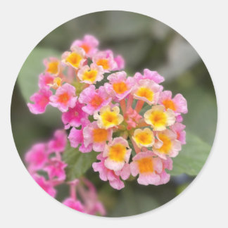 Dainty Pink and orange flower stickers