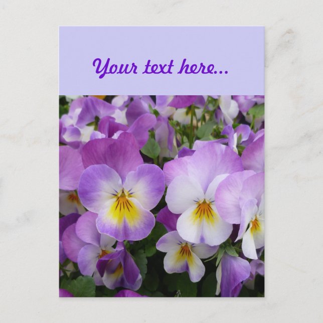 Dainty Violas Postcard (Front)