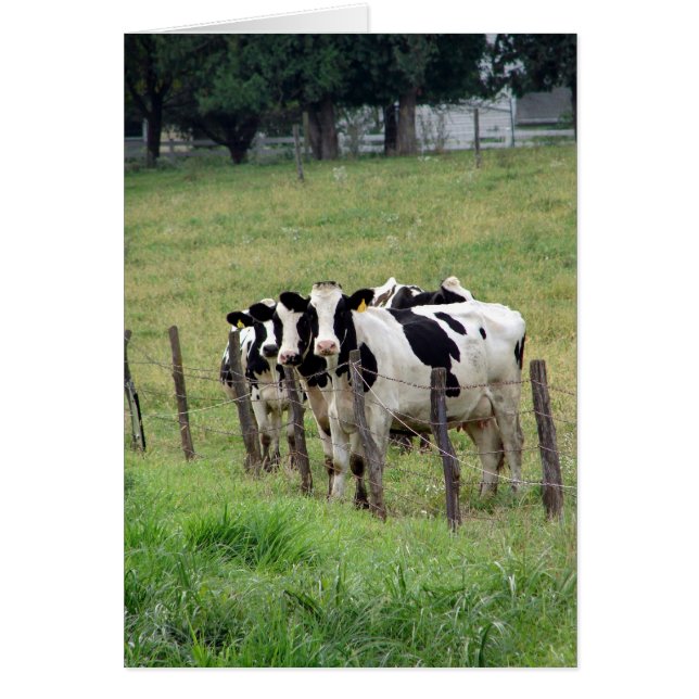 Dairy Cattle All Occasion Blank Greeting Card (Front)