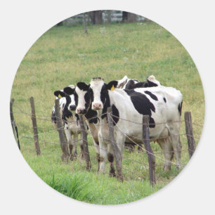 Dairy Cattle Classic Round Sticker