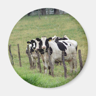 Dairy Cattle Magnet
