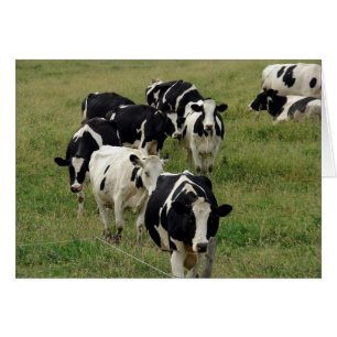 Dairy Cattle Pasture All Occasion Blank Greeting