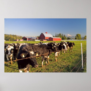 Dairy Cattle, Red Barn and Mount Rainier Print
