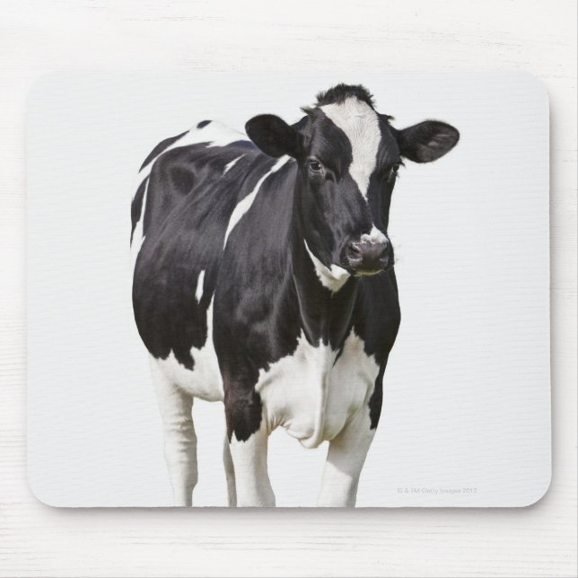 Dairy cow (Bos taurus) on white background Mouse Mat (Front)