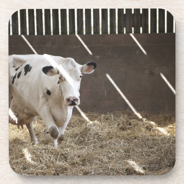 Dairy cow coaster (Front)