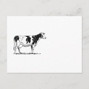Dairy Cow Holstein Fresian Pencil Drawing Postcard