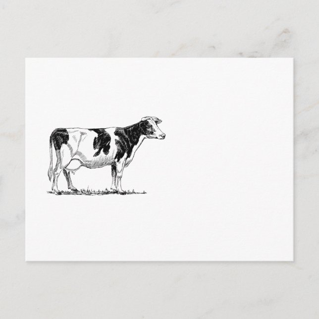 Dairy Cow Holstein Fresian Pencil Drawing Postcard (Front)