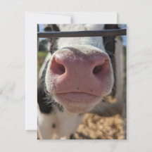 Dairy Cow on a Farm in Pennsylvania