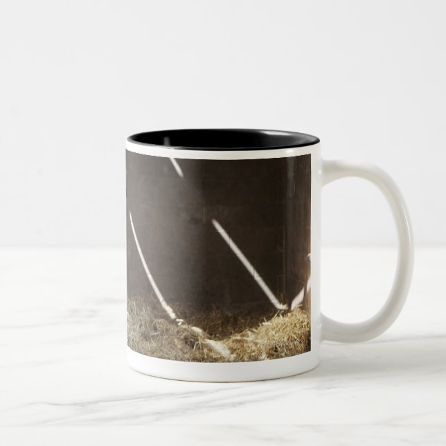 Dairy cow Two-Tone coffee mug (Right)
