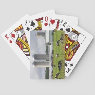 Dairy cows and farm near Taylor County Playing Cards