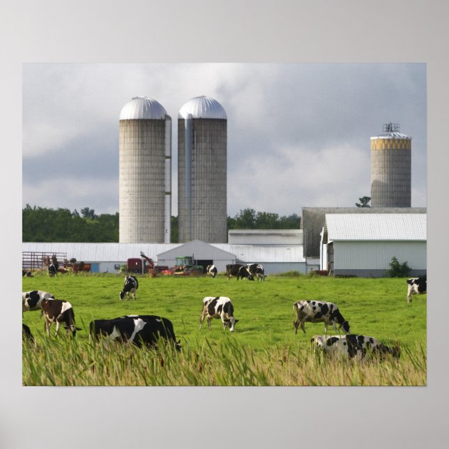 Dairy cows and farm near Taylor County Poster (Front)